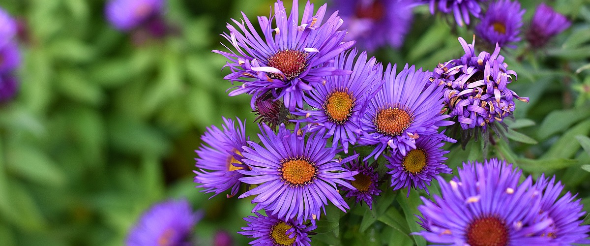 Hvězdnice hladká (Aster laevis